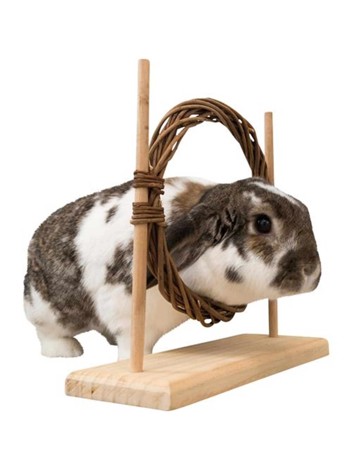 Trixie Smådyrs Agility Sæt med Ring & Forhindring til Rotter Dværgkaniner 28x26x11cm