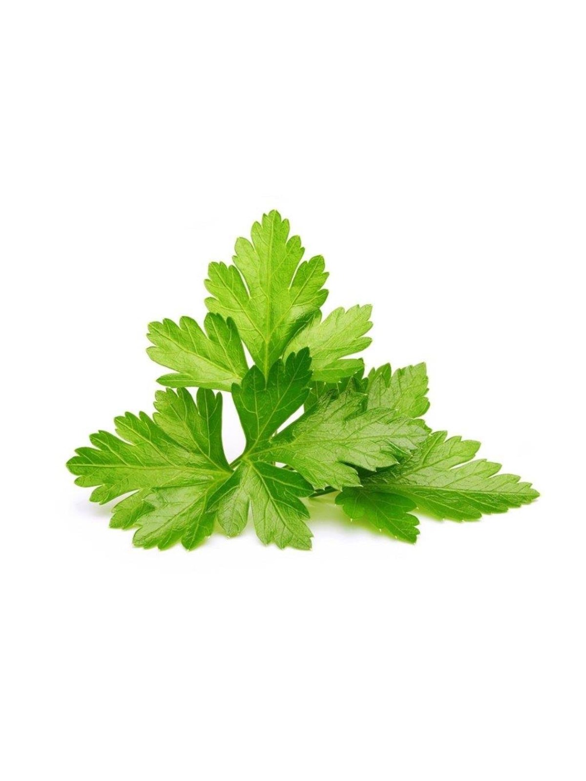 Click & Grow Smart Garden Refill 3-pack - Cilantro/Coriander, Smart Home