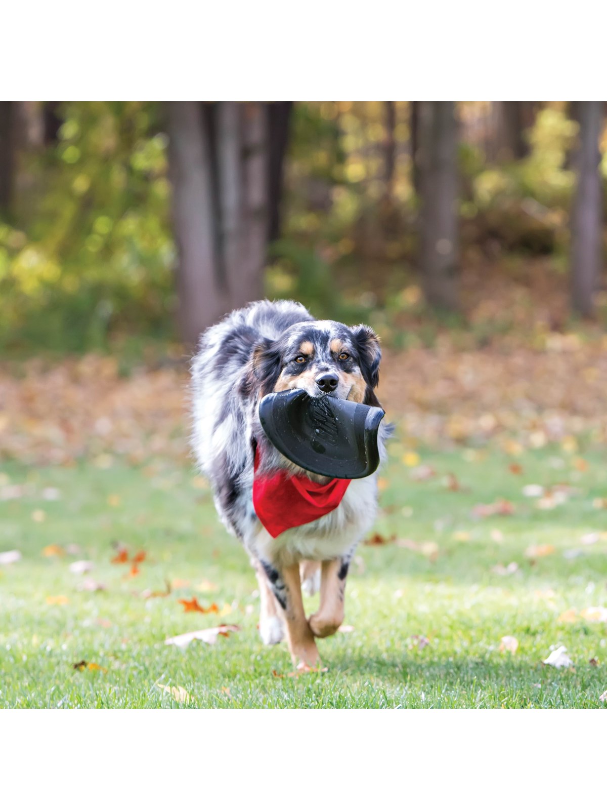 KONG Dog Toy Extreme Flyer Frisbee 25cm, Hundeudstyr