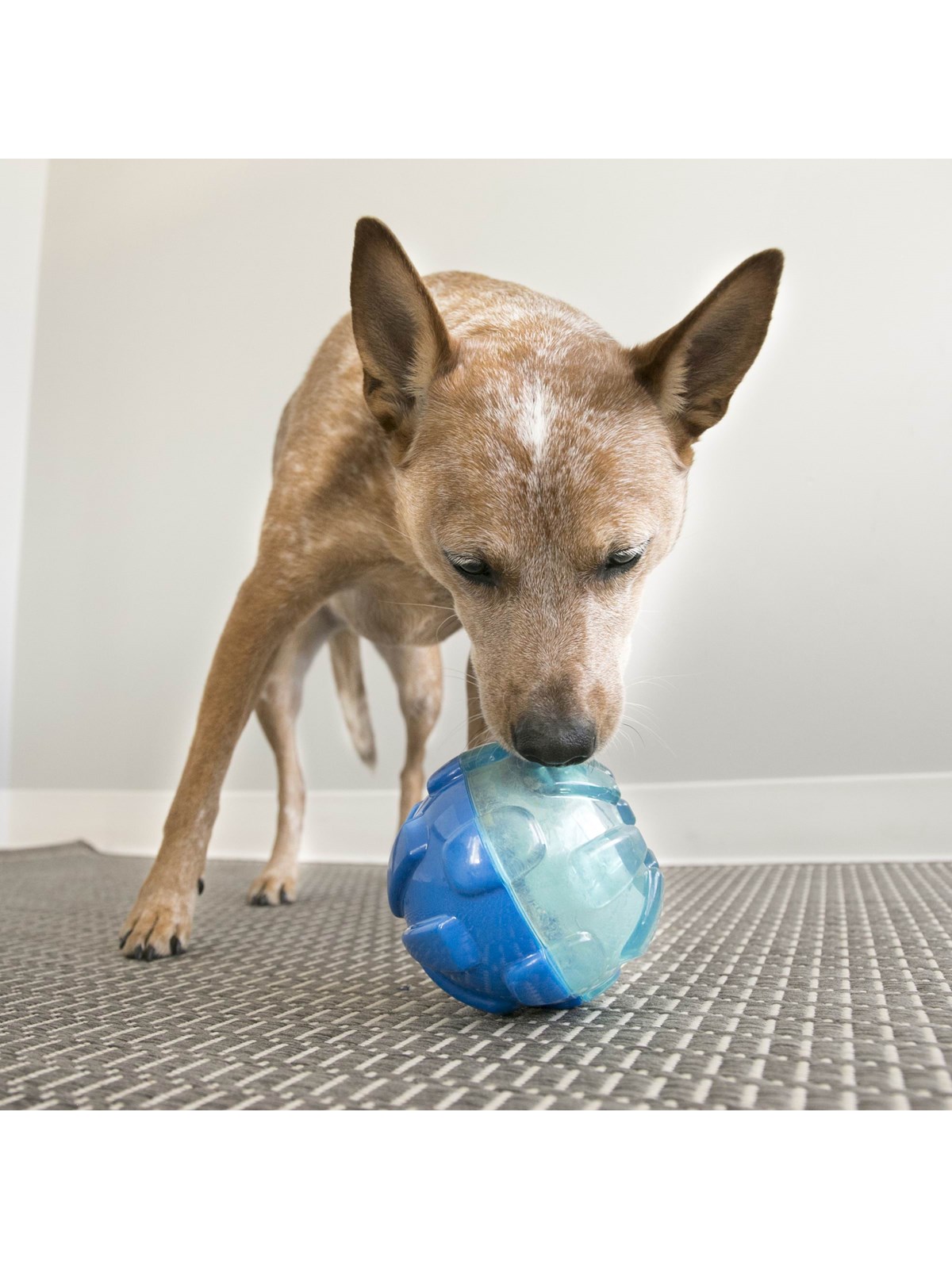 KONG Dog Toy Rewards Ball Large 12cm, Hundeudstyr