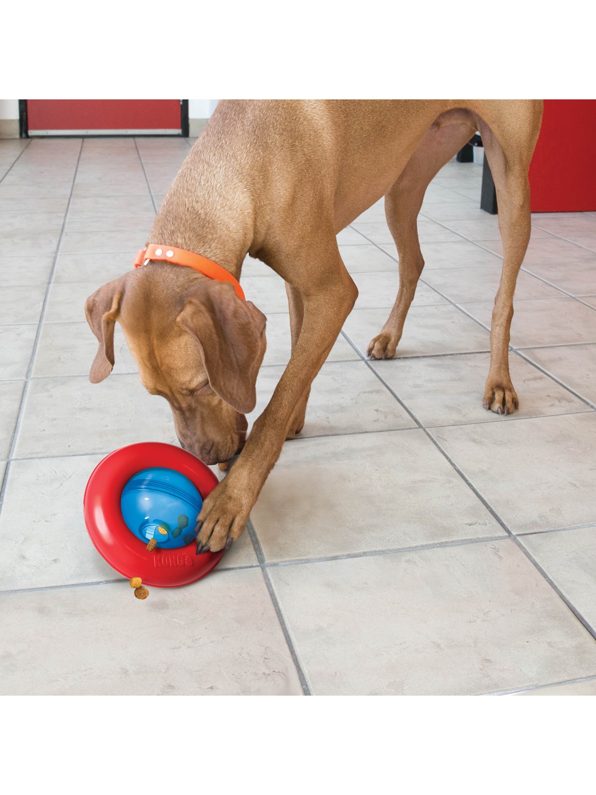 KONG Dog Toy Gyro Small 14cm, Hundeudstyr
