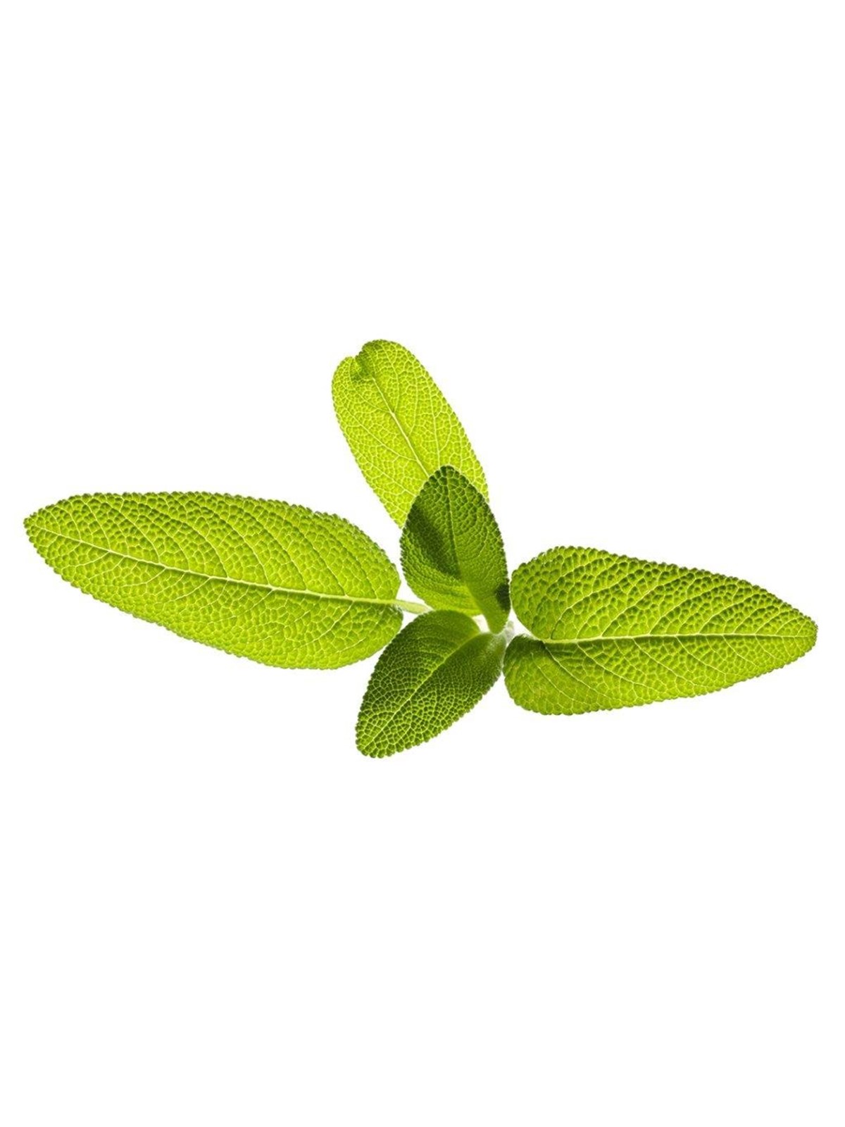 Click & Grow Click and Grow - Smart Garden Refill 3-pack Garden Sage, Smart Home