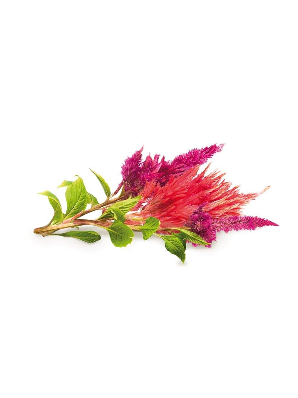 Click & Grow Click and Grow - Smart Garden Refill 3-pack Cockscomb, Smart Home