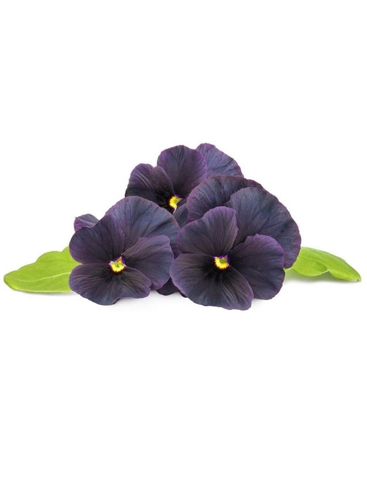 Click & Grow Click and Grow Smart Garden Refill 3-pack - Black Pansy, Smart Home