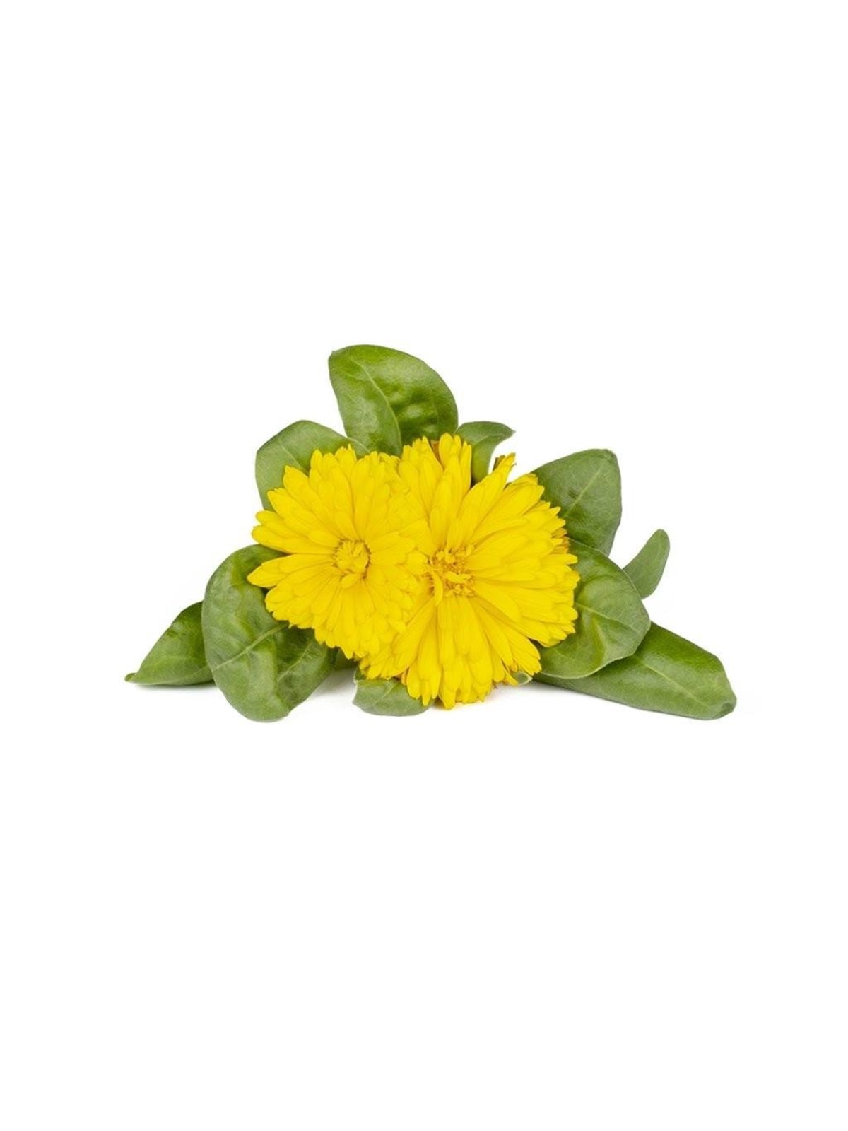 Click & Grow Click and Grow Smart Garden Refill 3-pack - Calendula, Smart Home