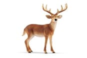 Schleich - Schleich Wild Life Hvidhalet Buk - 14818