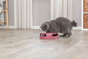 Katte - Trixie Fang musen interaktivt kattlegetøj assorterede farver - TX41411