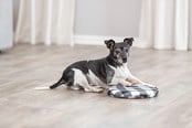Hunde - Trixie Varmepude til opvarmning i mikrobølgeovn - TX28792