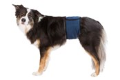 Hunde - Trixie Washable Nappies for Male Dogs S Waist 29-37cm - TX23661