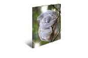 Mapper og Clipboards - HERMA Sammelmappe A4 Glossy Koala Polypropylen - 19323