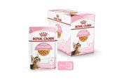 Katte - Royal Canin Kitten Sterilised Jelly 12 × 85 g - 9003579007167