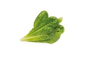 Smart Home - Click & Grow Smart Garden Refill 3-pack - Romaine Lettuce - SGR50X3