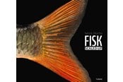 Natur & Videnskab - FISK – scaled-up - Natur & Videnskab - Hardback - 9788740673579