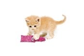 Katte - KONG Cat Toy Kickeroo Kitten Assorted Colors - 340452