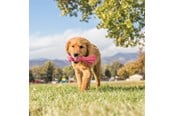 Hunde - KONG Hundelegetøj Wubba Puppy 21cm - 340468