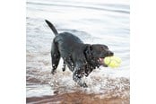 Hunde - KONG Hundelegetøj AirDog Squeaker Football Large 16.5cm - 340529