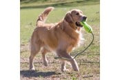 Hunde - KONG Hundelegetøj Airdog Fetch Stick med Reb - 340537