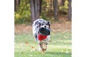 Hunde - KONG Dog Toy Extreme Flyer Frisbee 25cm - 340704
