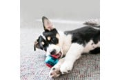 Hunde - KONG Dog Toy Squeezz Action Ball Red Medium (3-Pack) - 340706