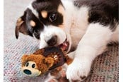 Hunde - KONG Dog Toy Shells Bear 14cm - 340810