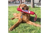 Hunde - KONG Hundelegetøj Signature Stick med reb 30cm - 340941
