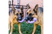 Hunde - KONG Hundelegetøj Ogee Stick 30cm - 340947
