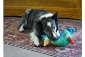 Hunde - KONG Hundelegetøj Ballistic Vibez Birds Medium/Stor 26cm - 341122