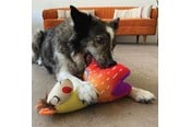 Hunde - KONG Dog Toy Ballistic Vibez Llamas Medium/Large 28cm - 341123
