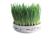 Katte - Trixie Ceramic Bowl with Cat Grass ø 15 x 4 cm - TX42341