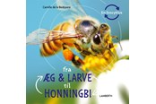 Børnebøger - Fra æg og larve til honningbi - Børnebog - Hardcover - 9788775660254