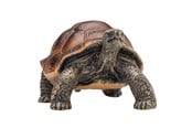 Legetøj - Mojo Wildlife Giant Tortoise - 387259