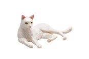 Legetøj - Mojo Farmland Lying Cat White - 387368