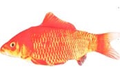 Katte - FLAMINGO - Cat toy Flounder electric fish orange - 540058517707