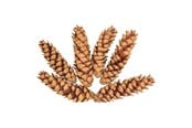 Kreativitet & Hobbyartikler - Colorations - Strobus Cones 6 pcs. - 38WD15