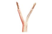Audio kabel - Nedis bulk speaker cable - 100 m - CAGW6000TR1000