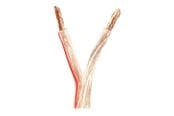 Audio kabel - Nedis bulk speaker cable - 25 m - CAGW6000TR250