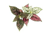Smart Home - Click & Grow - Smart Garden Refill 3-pack - Polka Dot Plant (SGR48X3) - SGR48X3