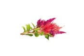 Smart Home - Click & Grow Click and Grow - Smart Garden Refill 3-pack Cockscomb - SGR4X3