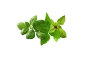 Smart Home - Click & Grow Click and Grow - Smart Garden Refill 9-pack Basil Variety Mix - PPMBVX9