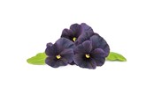 Smart Home - Click & Grow Click and Grow Smart Garden Refill 3-pack - Black Pansy - SGR61x3