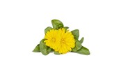 Smart Home - Click & Grow Click and Grow Smart Garden Refill 3-pack - Calendula - SGR88X3
