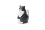 Boligindretning - Kikkerland - Solar Cat - 1621