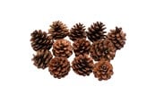 Kreativitet & Hobbyartikler - Colorations - Pine Cones 12pcs. - 38WD03