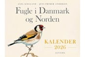 Årbøger - Fugle i Danmark og Norden – Bordkalender 2026 - Årbog - hardcover - 9788741531359