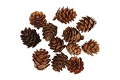 Kreativitet & Hobbyartikler - Creativ Company - Larch cones 12 pcs. - 50250