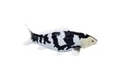 Figur - Mojo Sealife Koi Carp - Shiro Utsuri Koi - 381102