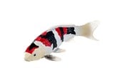 Figur - Mojo Sealife Koi Carp - Showa Sanshoku Koi - 381103