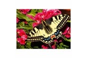 Puslespil - Ravensburger Jigsaw puzzle Colorful Animals Butterfly 500 pcs. Floor - 12001335