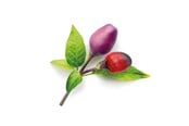 Haveredskaber - Click & Grow Smart Garden 9-pack refill - Purple Chili Pepper - SGR46X9