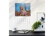 Kalender - Mayland Vægkalender Katte 2026 - 26066300